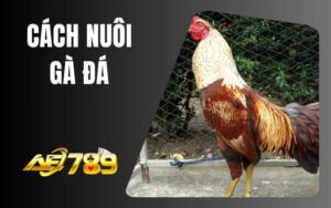 Cách Nuôi Gà Đá