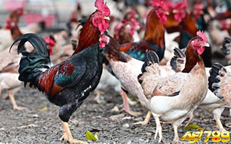 Cần chọn dòng gà phù hợp để huấn luyện và nuôi dưỡng Cần chọn dòng gà phù hợp để huấn luyện và nuôi dưỡng