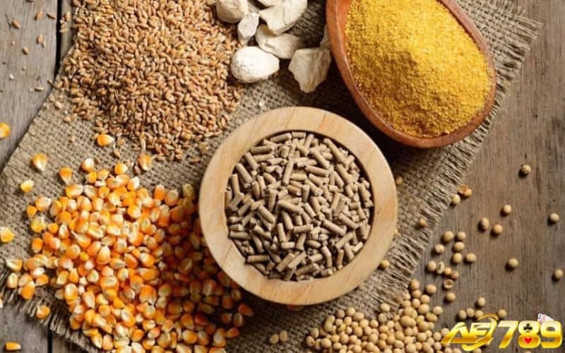 Công thức ngũ cốc cho gà ăn sau khi thi đấu về Công thức ngũ cốc cho gà ăn sau khi thi đấu về