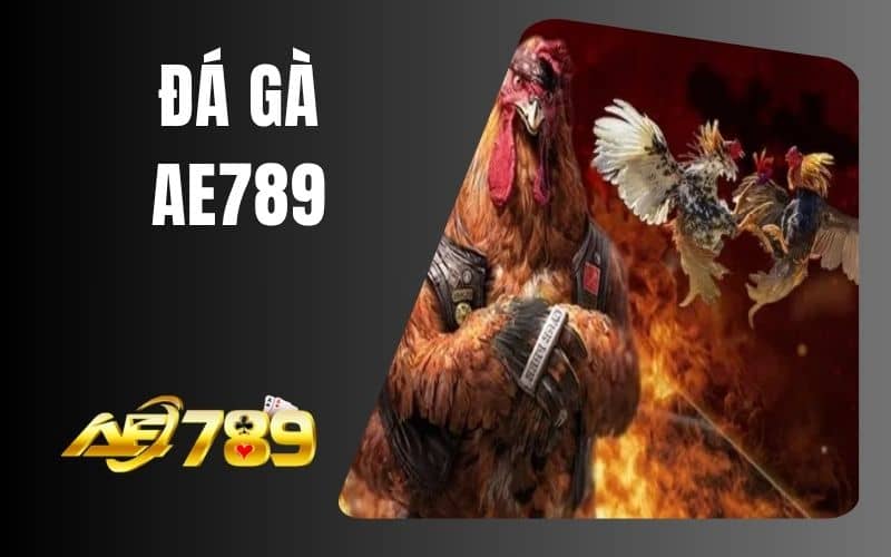 Đá gà AE789 cho phép người chơi theo dõi và đặt cược Đá gà AE789 cho phép người chơi theo dõi và đặt cược