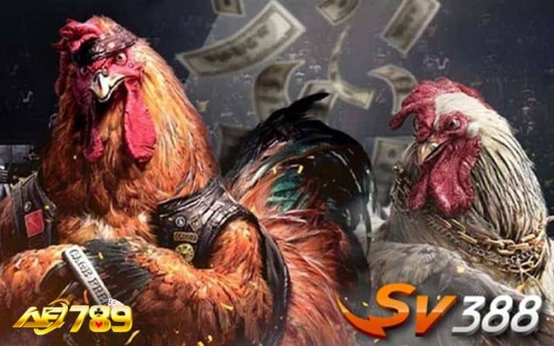 Đá gà SV388 là sảnh cung cấp đặt cược đá gà Đá gà SV388 là sảnh cung cấp đặt cược đá gà