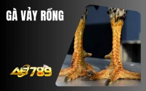 Gà Vảy Rồng