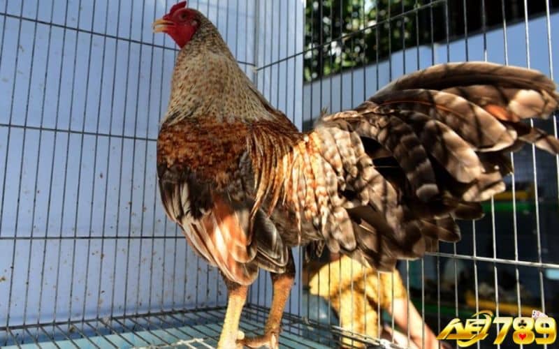 Gà vảy rồng thường được dùng đá gà cựa sắt và đá đòn Gà vảy rồng thường được dùng đá gà cựa sắt và đá đòn