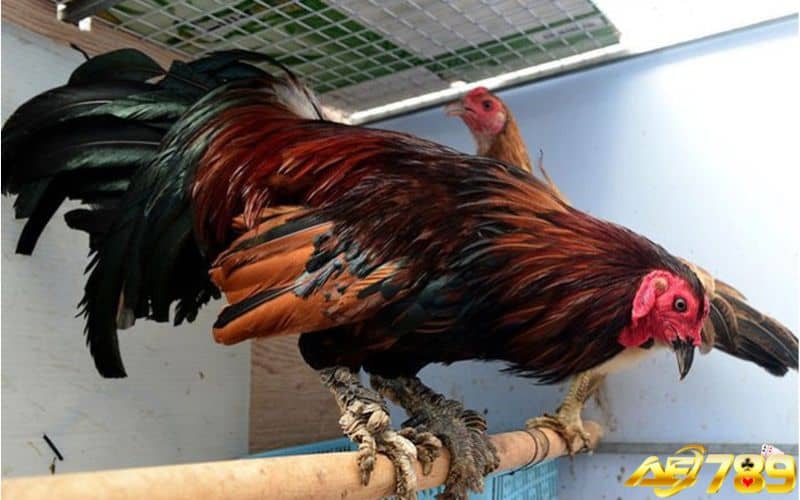 Khi nuôi gà vảy rồng phải chú ý đến chế độ dinh dưỡng Khi nuôi gà vảy rồng phải chú ý đến chế độ dinh dưỡng