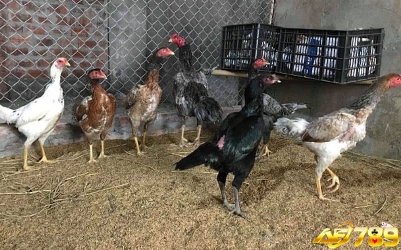 Kỹ thuật đổ gà đá chuẩn sẽ tạo ra những chiến kê tốt Kỹ thuật đổ gà đá chuẩn sẽ tạo ra những chiến kê tốt