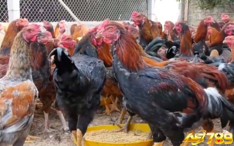 Kỹ thuật lai trực tiếp giúp thế hệ sau có sức chiến đấu tốt Kỹ thuật lai trực tiếp giúp thế hệ sau có sức chiến đấu tốt