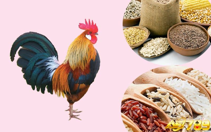 Lựa chọn thức ăn chất lượng để gà phát triển tốt Lựa chọn thức ăn chất lượng để gà phát triển tốt