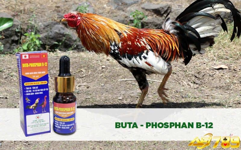 Nên bổ sung các loại thuốc bổ để nuôi gà phát triển tốt Nên bổ sung các loại thuốc bổ để nuôi gà phát triển tốt