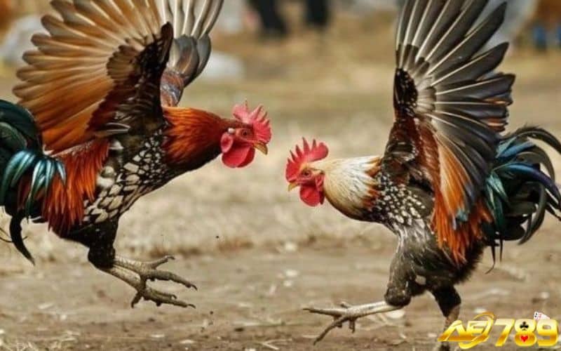 Ngoài xem ngày đá gà cần chú trọng tới việc chăm sóc gà Ngoài xem ngày đá gà cần chú trọng tới việc chăm sóc gà