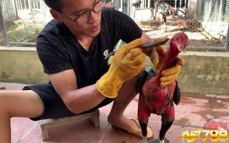 Om bóp vào nghệ cho gà để tăng cường sức khoẻ Om bóp vào nghệ cho gà để tăng cường sức khoẻ