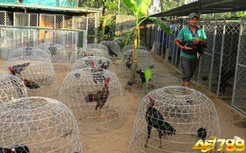 Phương pháp chăm sóc gà con chuẩn để phát triển tốt Phương pháp chăm sóc gà con chuẩn để phát triển tốt