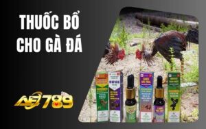 Thuốc Bổ Cho Gà Đá