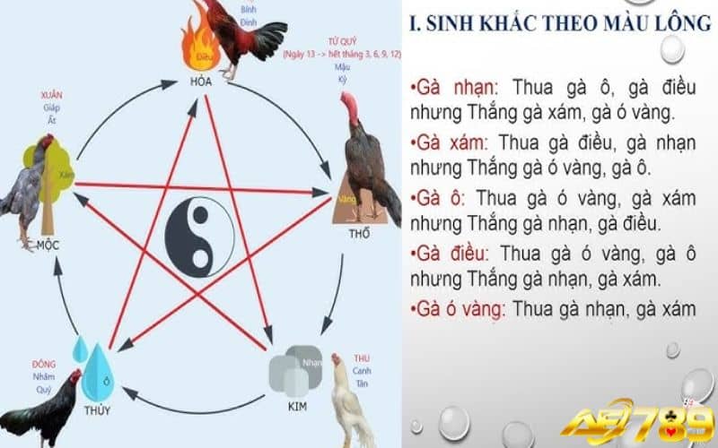 Xem ngày đá gà giúp sư kê lựa được ngày đẹp để đi thi đấu Xem ngày đá gà giúp sư kê lựa được ngày đẹp để đi thi đấu